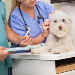 veterinarian clinics and emergency facilities hazardous waste disposal