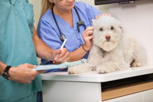 veterinarian clinics and emergency facilities hazardous waste disposal